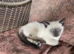 Seal male - Siamese Kitten For Sale - Gainesville, MO, US