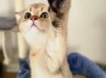 Wiggy - Scottish Fold Cat For Sale - Levittown, PA, US