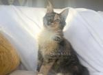Half face and Lizzy - Maine Coon Cat For Sale - Denton, TX, US