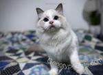 Egon - Ragdoll Cat For Sale - Tuscaloosa, AL, US