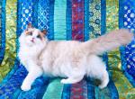 Crystal male ragdoll kitten - Ragdoll Cat For Sale - New York, NY, US