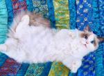 Crystal male ragdoll kitten - Ragdoll Cat For Sale - Indianapolis, IN, US