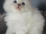 Ragdoll Kittens - Ragdoll Kitten For Sale - 