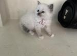 Layla - Ragdoll Kitten For Sale - Midland, NC, US
