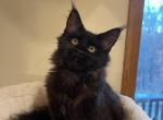 Maine Coon - Maine Coon Cat For Sale - Boonton, NJ, US