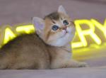 Girl D - British Shorthair Cat For Sale - Yorktown, VA, US