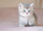 Boy A - British Shorthair Cat For Sale - Yorktown, VA, US