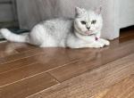 Scottish Straight - Scottish Straight Cat For Sale - Nixa, MO, US