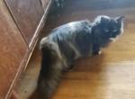 Adult Minuet - Munchkin Cat For Sale - Coshocton, OH, US