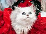 Gorgeous Stud Petit line with breeding rights - Persian Kitten For Sale - Tampa, FL, US