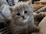 Little Miss - Scottish Straight Cat For Sale - Denver, CO, US