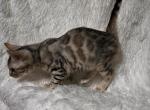 Silver Female Bengal with Glitter Coat - Bengal Kitten For Sale - 