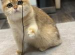 Oskar - British Shorthair Cat For Sale - New York, NY, US
