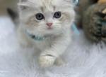 Highland Straight bicolor point girl - Scottish Fold Cat For Sale - Sun City Center, FL, US