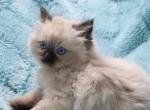 Purebred Ragdoll Kittens - Ragdoll Cat For Sale - Saratoga Springs, UT, US