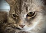 Sunrise Litter - Siberian Cat For Sale - Salem, OR, US