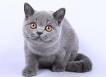 Viking - British Shorthair Cat For Sale - Hollywood, FL, US