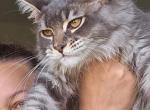 TAMPA - Maine Coon Cat For Sale - Pensacola, FL, US