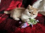 ESH kitten RESERVED - Exotic Kitten For Sale - Buffalo, NY, US
