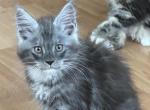 Grisha - Maine Coon Kitten For Sale - Jacksonville, FL, US