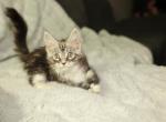 Jasper - Maine Coon Cat For Sale - NY, US