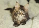 Ollie - Maine Coon Cat For Sale - NY, US