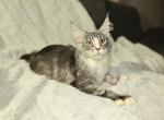 Drogo - Maine Coon Cat For Sale - NY, US