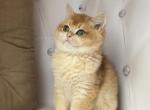 Akeem - British Shorthair Kitten For Sale - Los Angeles, CA, US