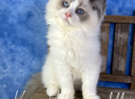 KingsKitties Vincent - Ragdoll Kitten For Sale - 