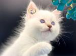 Marshmallow Lilac Colorpoint Ragdoll Kitten - Ragdoll Cat For Sale - Dallas, TX, US