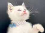 Pudding Blue Bicolor Ragdoll Kitten - Ragdoll Cat For Sale - Dallas, TX, US