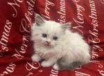 Simba - Ragdoll Kitten For Sale - Midland, NC, US