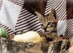 F4 Savannah Babies - Savannah Cat For Sale - Lakeland, FL, US