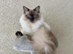 Duke - Ragdoll Cat For Sale/Service - North Port, FL, US