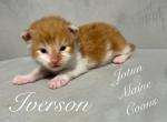Iverson - Maine Coon Kitten For Sale - Greensburg, IN, US