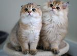 Vanilla - Scottish Fold Kitten For Sale - Levittown, PA, US