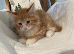 Maine Coon Wiggles - Maine Coon Kitten For Sale - KY, US