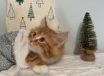 Male Maine Coon Walt - Maine Coon Kitten For Sale - KY, US