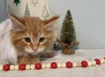 Maine Coon Wink - Maine Coon Kitten For Sale - KY, US