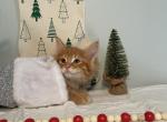 Maine Coon Waller - Maine Coon Kitten For Sale - KY, US