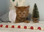 Male Maine Coon   Winston - Maine Coon Kitten For Sale - KY, US