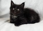 Mitro - Maine Coon Cat For Sale - Hayden, ID, US