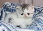 Huxley - Exotic Kitten For Sale - Boiling Springs, PA, US