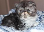 Hendrix - Exotic Kitten For Sale - Boiling Springs, PA, US