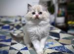 Finn - Ragdoll Cat For Sale - Tuscaloosa, AL, US