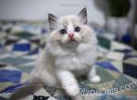 Jake - Ragdoll Kitten For Sale - Tuscaloosa, AL, US