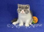 Nikita - Exotic Cat For Sale - Yucca Valley, CA, US