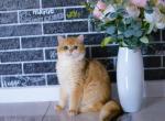 Pinky - British Shorthair Cat For Sale - NY, US