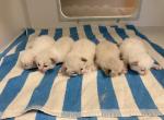 Daisys litter - Ragdoll Cat For Sale - Freeburg, PA, US