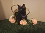 Elena - Domestic Kitten For Adoption - Covington, KY, US
